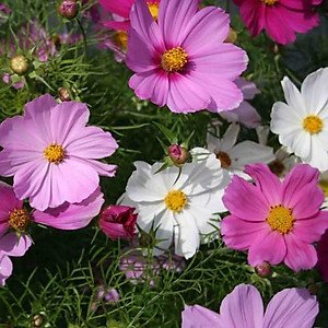 Hạt Giống Hoa Sao Nhái Mix Màu 200 Hạt - Hoa Đẹp, Dễ Trồng, Rực Rỡ Quanh Năm