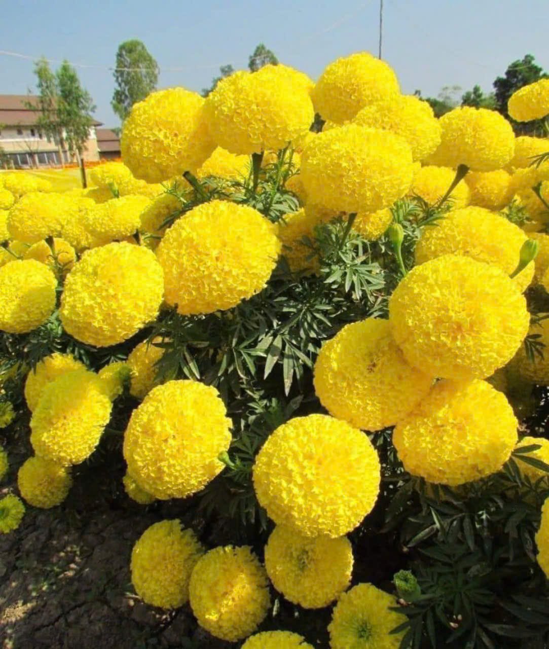 Hạt Giống Hoa Cúc Vạn Thọ Vàng Chanh 100 hạt – Sắc Hoa Thanh Khiết, Nảy Mầm Cao