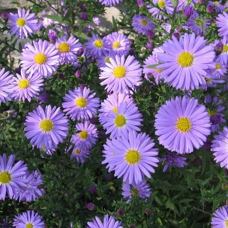 Hạt Giống Hoa Cúc Thạch Thảo Tím – 100 Hạt Giống Hoa Thanh Khiết, Lãng Mạn