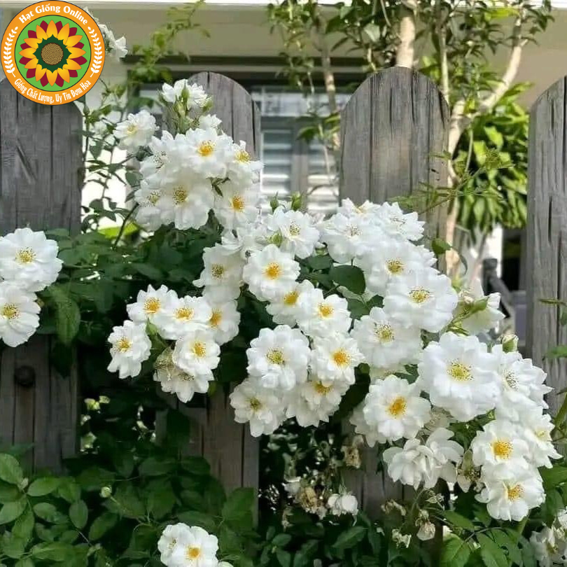 Hoa Hồng Leo trắng chùm Friendship of Strangers