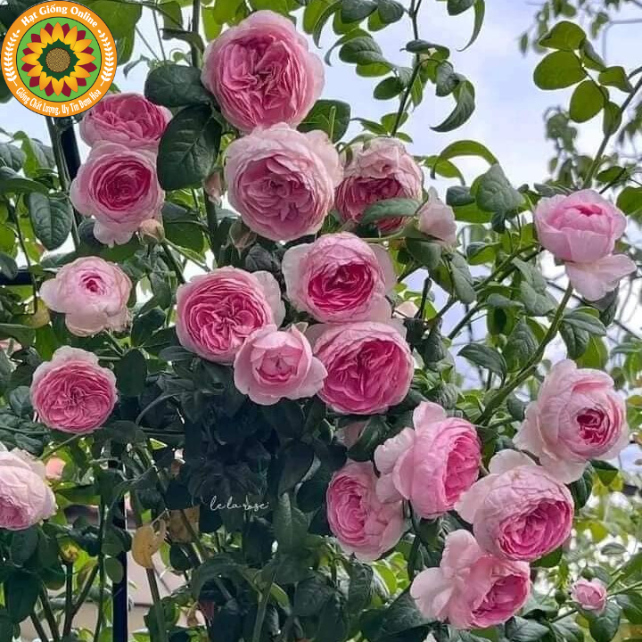 🌹 Hoa Hồng Leo Mon Coeur – Giống Hồng Nhật Màu Phấn, Siêu Sai Hoa