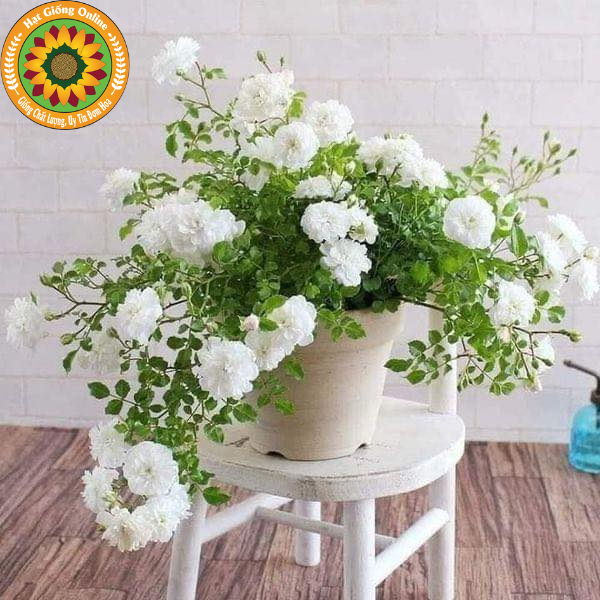 Hoa Hồng Bạch Trà Cổ – Giống Hoa Hồng Bạch Trà Trắng Thanh Khiết, Sai Hoa Quanh Năm