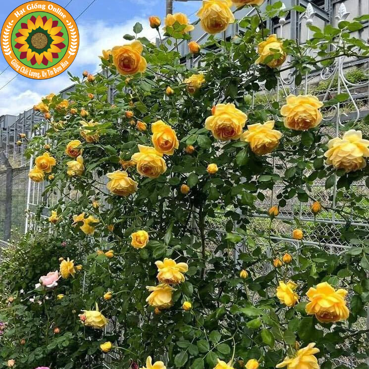 Hoa hồng leo vàng Golden Celebaration