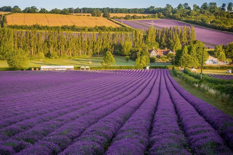 Hạt Giống Hoa Oải Hương Lavender – Dễ Trồng, Thơm Lâu, Trang Trí Nhà Cửa Đẹp