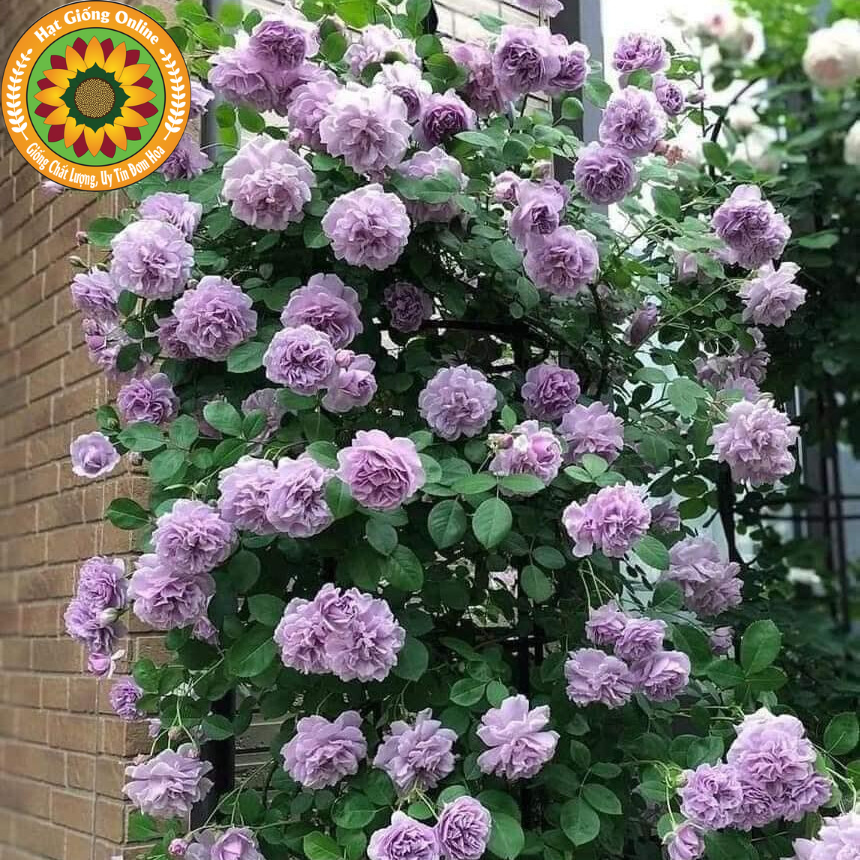 Hoa hồng leo Rainy Blue - Bông tím sai hoa