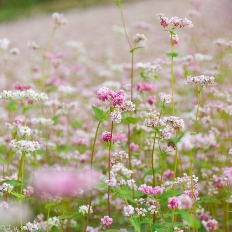 Hạt Giống Hoa Tam Giác Mạch Nhiều Màu – 200 Hạt Giống Hoa Đẹp, Dễ Trồng, Nở Rộ Thành Thảm Hoa Rực Rỡ