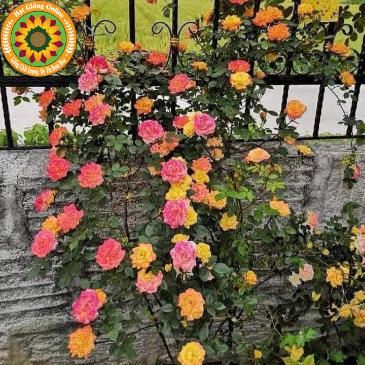 Hoa hồng leo đổi màu Rainbow Climbing Rose - Hồng cầu vồng