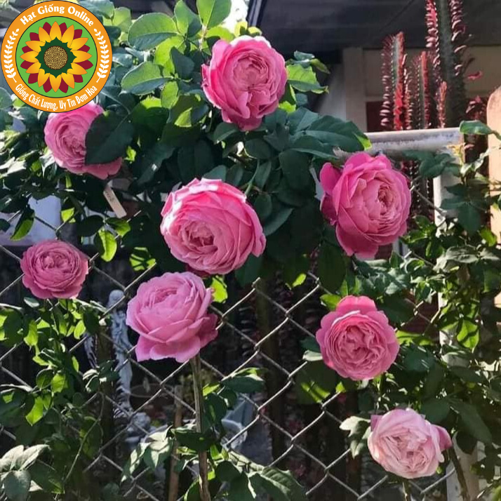 Hoa Hồng Soeur Emmanuelle rose - Hồng pháp Màu hồng tím