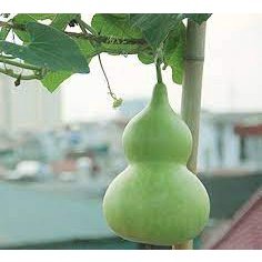 Hạt giống bầu hồ lô khổng lồ gói 5 hạt