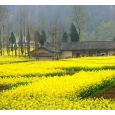 Hạt Giống Hoa Cải Hoa Vàng – 500 Hạt Giống Rực Rỡ, Dễ Trồng, Mang Lại May Mắn