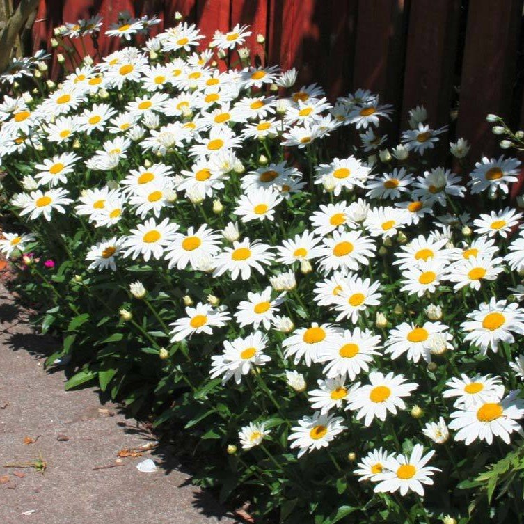 Hạt Giống Hoa Cúc Chi Trắng – Cúc Hoạ Mi – 100 Hạt Giống Trắng Tinh Khôi, Dễ Trồng