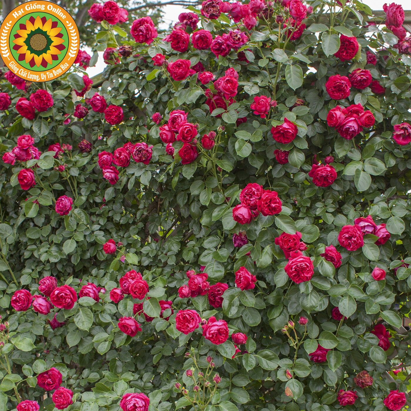 Hồng leo Red Eden - Bông leo Pháp cuộn siêu cuốn