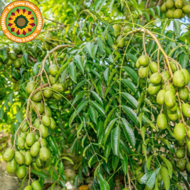 Cây Cóc Thái Lùn Siêu Quả