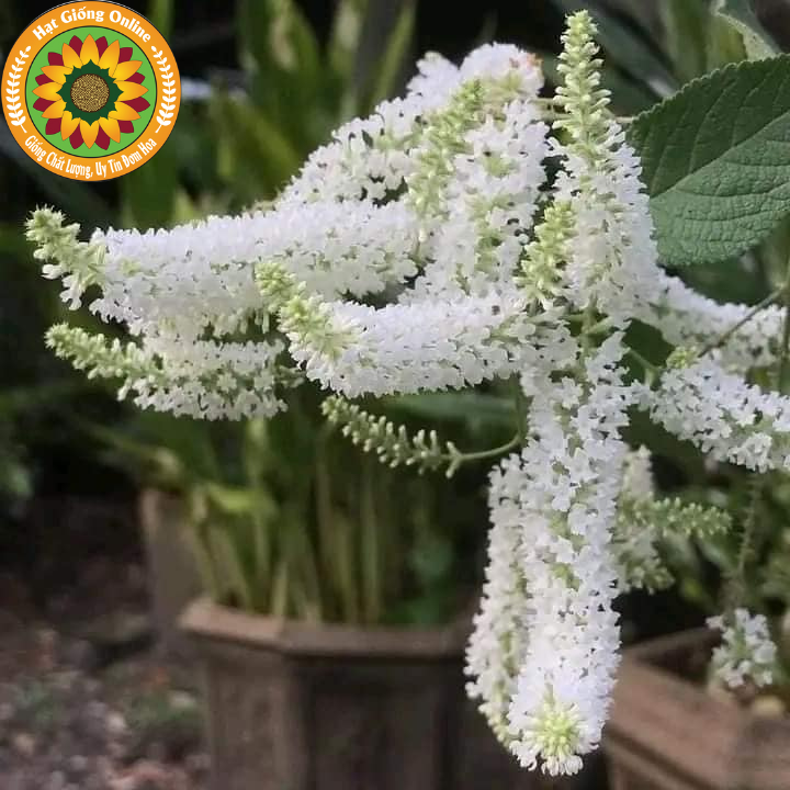 Cây Hoa Bạch Trầm Hương - Thơm ngọt đê mê