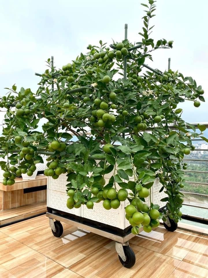 Chanh Tứ Quý - Vị chua thanh, ra trái quanh năm