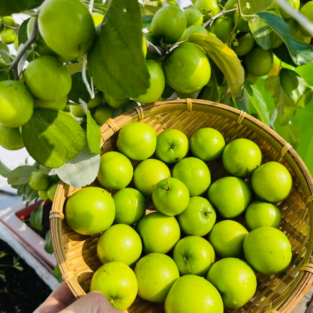 Cây Táo Thái - Giống Táo Giòn Ngọt, Sai Quả Quanh Năm