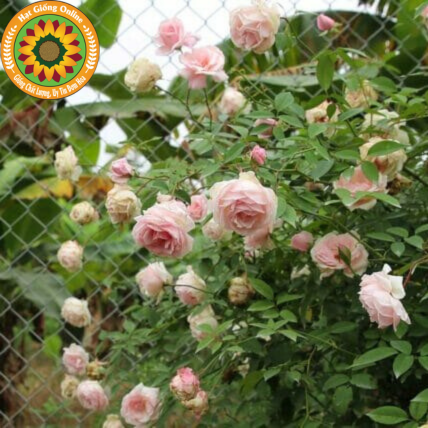 Hoa hồng Đào cổ