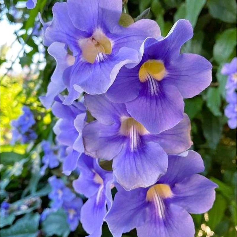 CÂY HOA LEO CÁT ĐẰNG Trồng dễ chăm sóc - màu tím xanh xᶖnh yêu