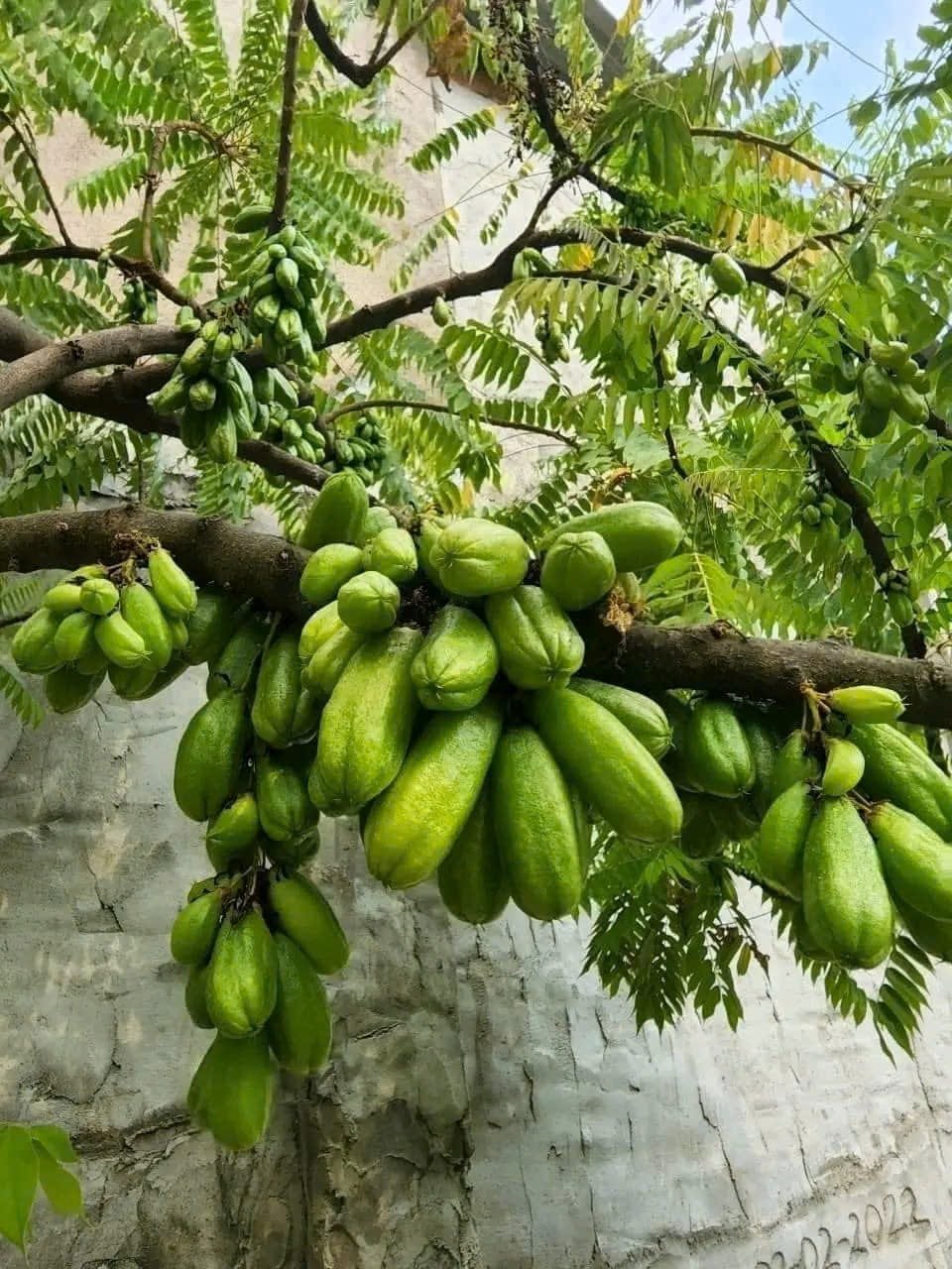 🌳CÂY GIỐNG KHẾ TÀU – LOẠI CÂY ĂN TRÁI DỄ TRỒNG, TRÁI CHUA NGON, TRỊ HO, LÀM CẢNH