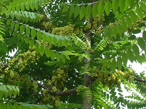 🌿 CÂY CHÙM RỤT NGỌT SIÊU TRÁI – GIỐNG TRÁI NGỌT, MỌC CHÙM, CÂY KHỎE CAO 50CM