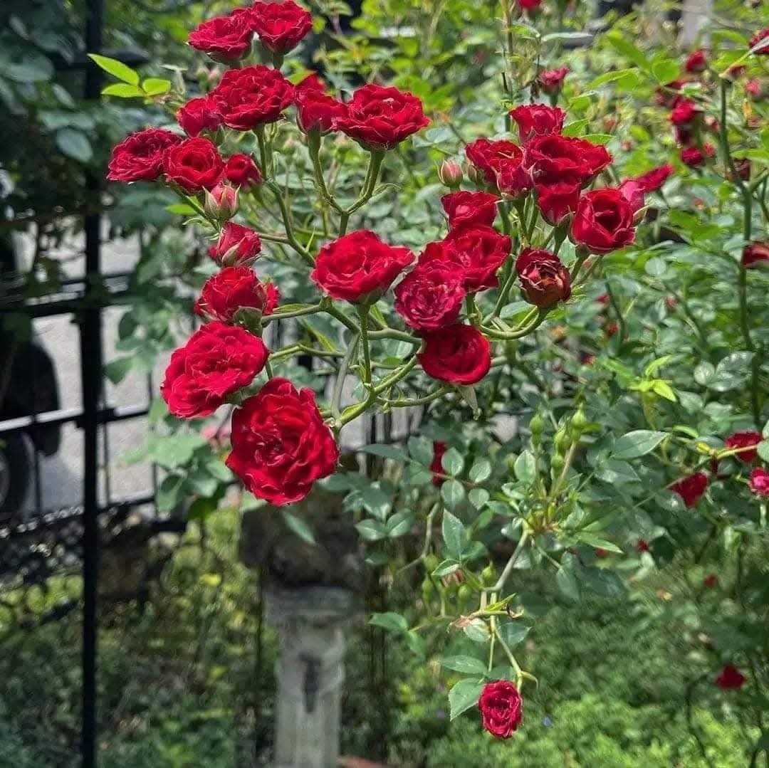 Hoa Hồng Leo Rũ Red Cascade – Giống Hồng Đỏ Sai Hoa, Dáng Rũ Đẹp, Cực Phù Hợp Ban Công và Chậu Treo