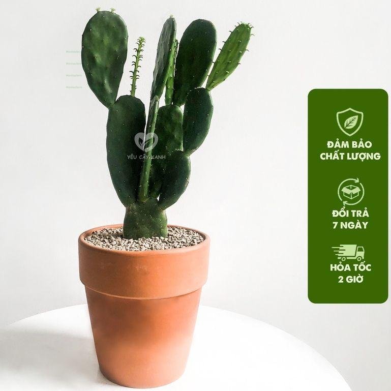 Cây xương rồng - Xương rồng tai thỏ cây cao 20cm dễ dàng chăm sóc thích hợp trang trí cảnh quan tiểu cảnh