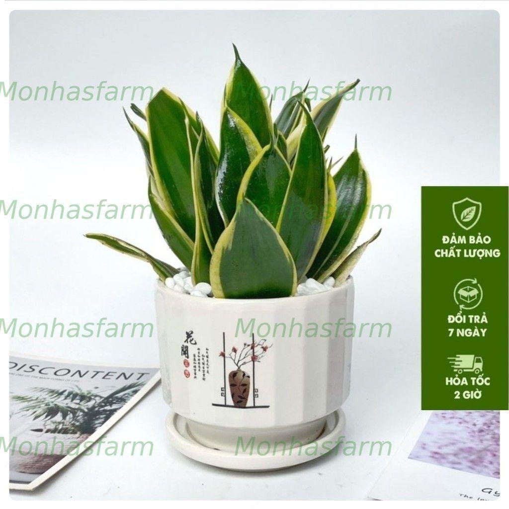 Cây Lưỡi Hổ Thái Lùn 15cm- Cây Nhỏ Gọn, Sức Sống Mạnh Mẽ, Trang Trí Nội Thất