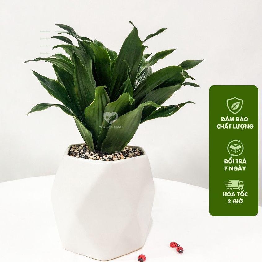 Cây Phát Tài Úc 20cm - Thiết Mộc Lan Để Bàn, Kèm Chậu Men Sứ, Trang Trí Bàn Làm Việc