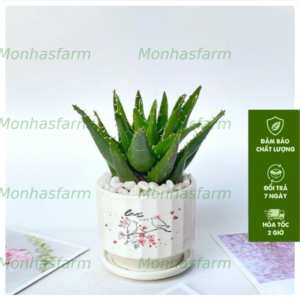 Cây Nha Đam 15cm - Sức Sống Khỏe, Thanh Lọc Không Khí, Trang Trí Bàn Làm Việc