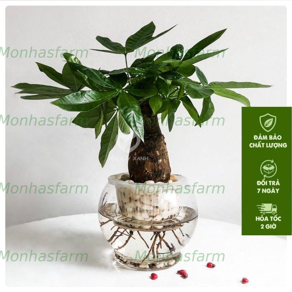 Cây Kim Ngân Thủy Sinh – Chiều Cao 25cm, Biểu Tượng Tài Lộc & Thịnh Vượng, Trang Trí Bàn Làm Việc Sang Trọng