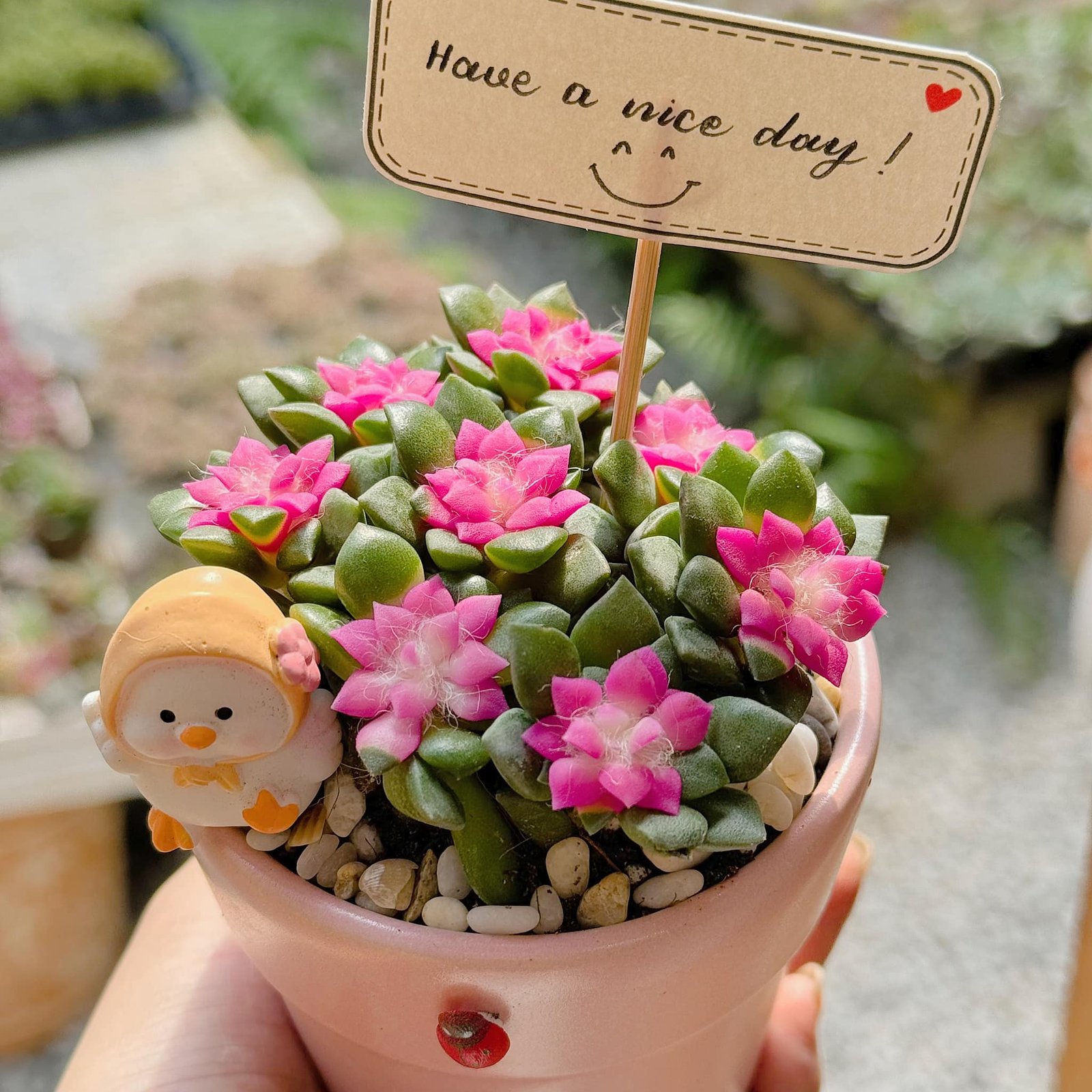 Chậu 10 Cây Sen Đá Hồng Sao – Xinh Yêu Như Những Bông Hoa nhỏ