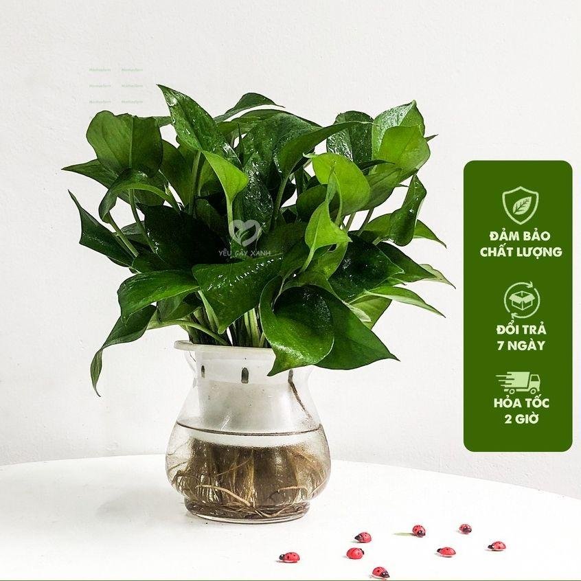 Cây Vạn Niên Thanh Thủy Sinh 25cm - Thanh Lọc Không Khí, Trang Trí Bàn Làm Việc
