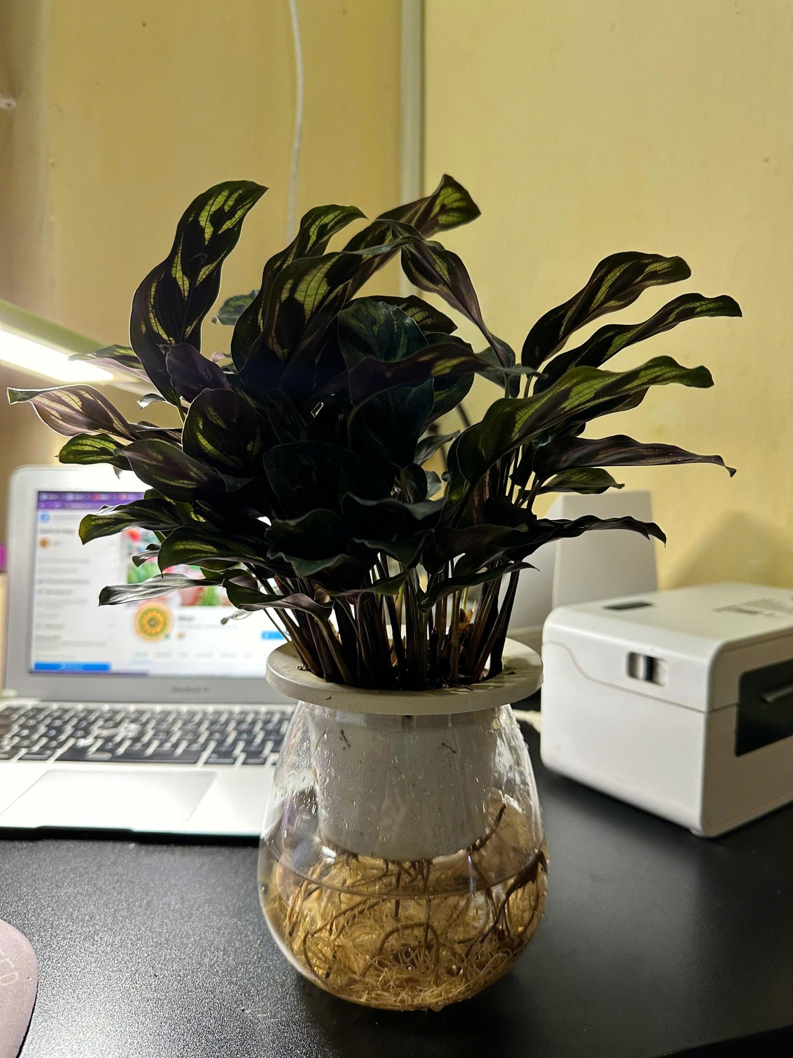 Cây Đuôi Công Lá Tía Thủy Sinh - Cao 25cm | Thanh Lọc Không Khí, Trang Trí Sang Trọng