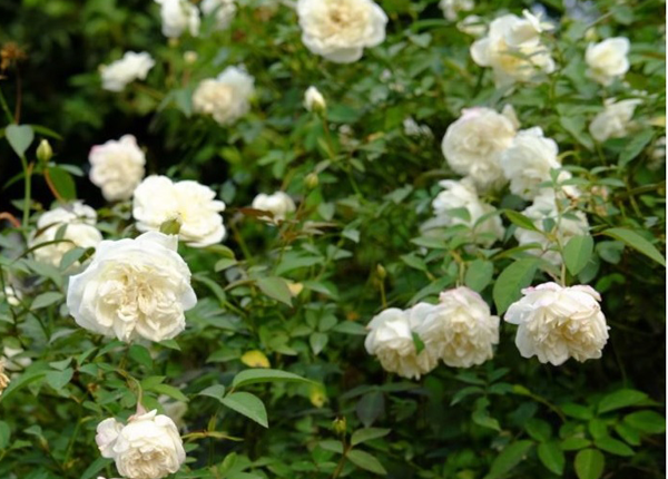 Hoa Hồng Cổ Bạch Ho – Hoa Thuốc Ho Xưa, Hương Thơm Dịu, Chùm Sai, Bông To