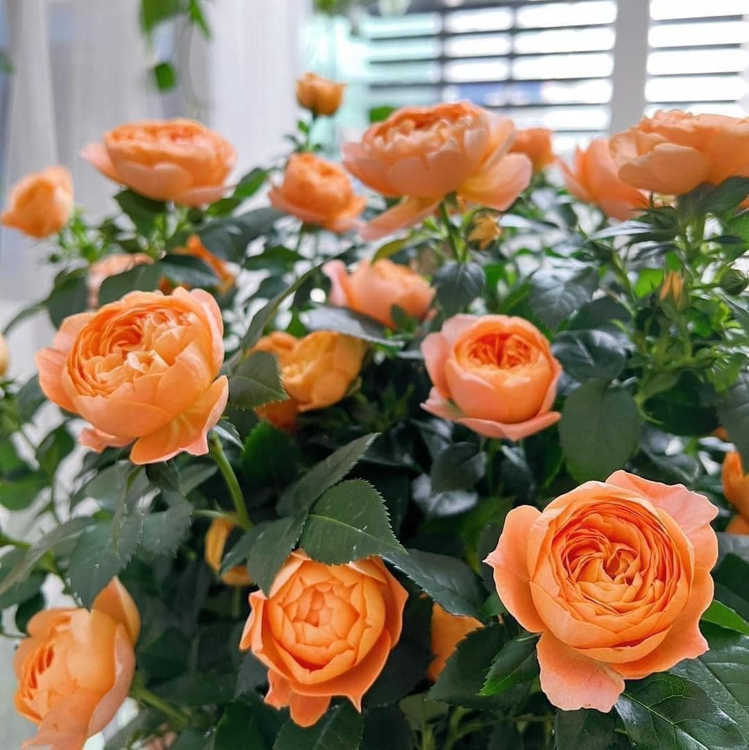 Hoa Hồng Tezza Cá Hồi – Sắc Cam Cá Hồi Ngọt Ngào, Hoa Chùm Sai, Dáng Cây Gọn Dễ Trồng