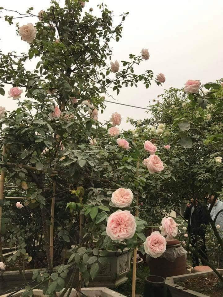 Hoa Hồng Cổ Vân Khôi – Hồng Cổ Thuần Việt, Hoa Hồng Phủ Chúa, Bông To Màu Đẹp