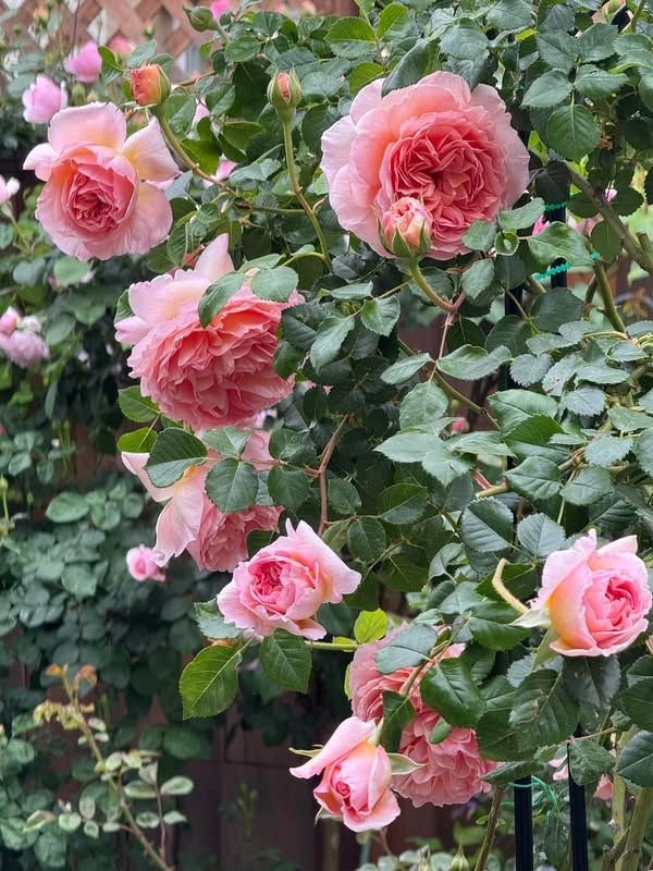 Hoa Hồng Leo Constance Spry – Hoa Thơm Bền, Cực Sai Hoa, Leo Giàn Cực Đẹp