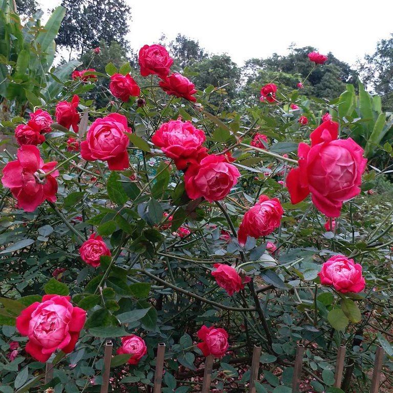 Cây Hồng Cổ Huế Nguyên Bản – Giống Hồng Cổ Đẹp, Hoa Sai, Thơm, Dễ Trồng