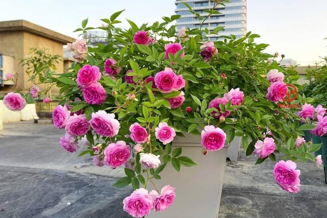 Hoa Hồng Aunt Margy – Hồng Ngoại Anh Thơm Ngát, Ra Hoa Chùm Cực Sai