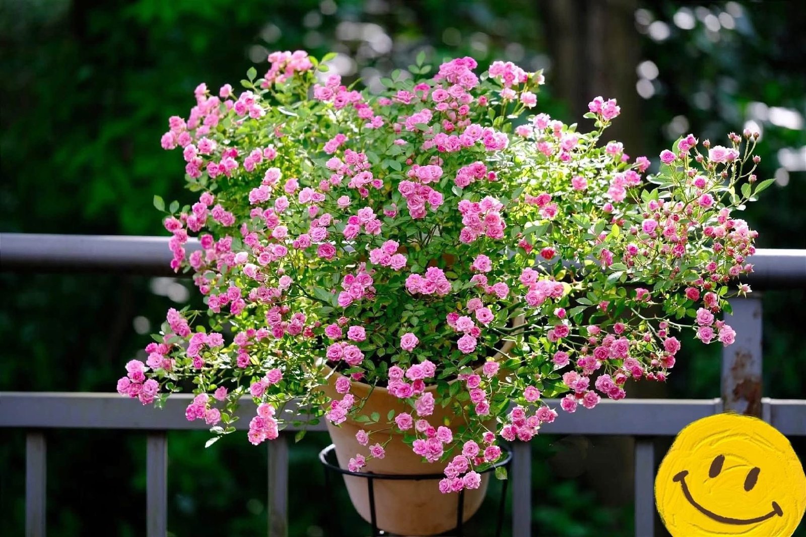 Hoa Hồng Ping Pong – Hồng Ngoại Mini Siêu Nhỏ, Siêng Hoa