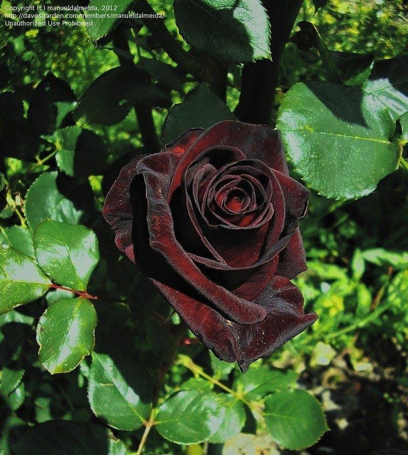 Hoa Hồng Black Baccara – Hồng Đen Pháp Nhung, Siêu Bền Hoa