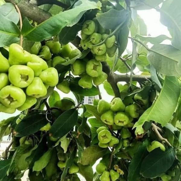 Cây Mận Xanh Tam Hoa – Giống Cây Ăn Quả Quý, Trồng Một Lần – Thu Quả Cả Đời