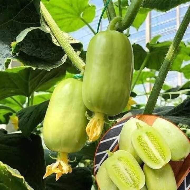 🥒💎 Hạt Giống Dưa Leo Ngọc Nữ – Gói 10 Hạt, Giống Siêu Trái, Dễ Trồng, Giòn Ngọt Thanh Mát