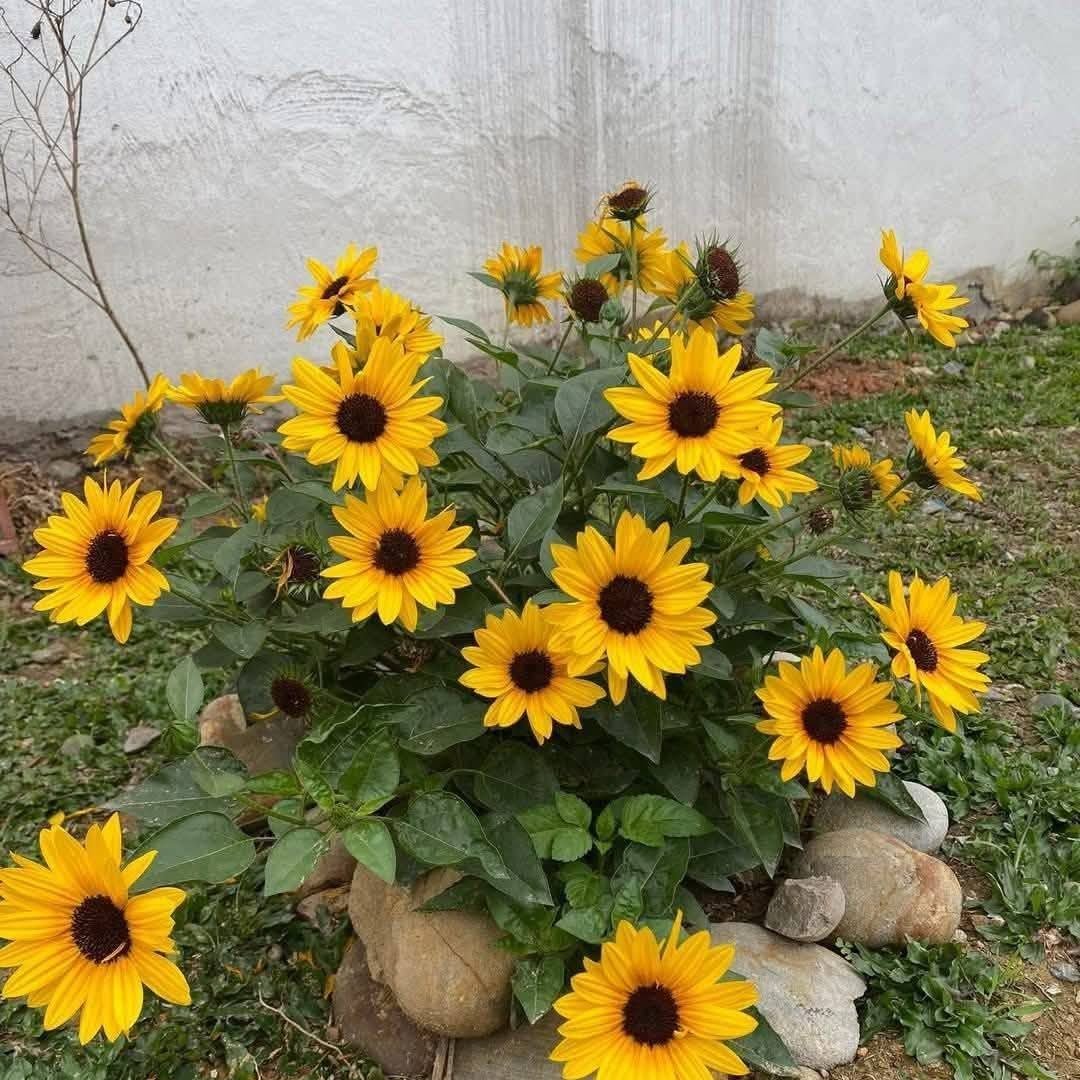 Hạt Giống Hoa Hướng Dương Lùn Nhiều Bông – Gói 100 Hạt, Siêng Nở, Cực Kỳ Dễ Trồng