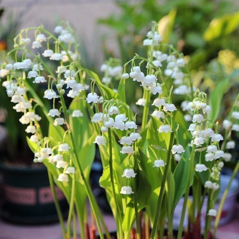 Set 5 Củ Giống Hoa Linh Lan – Biểu Tượng Hạnh Phúc & May Mắn Thanh Khiết
