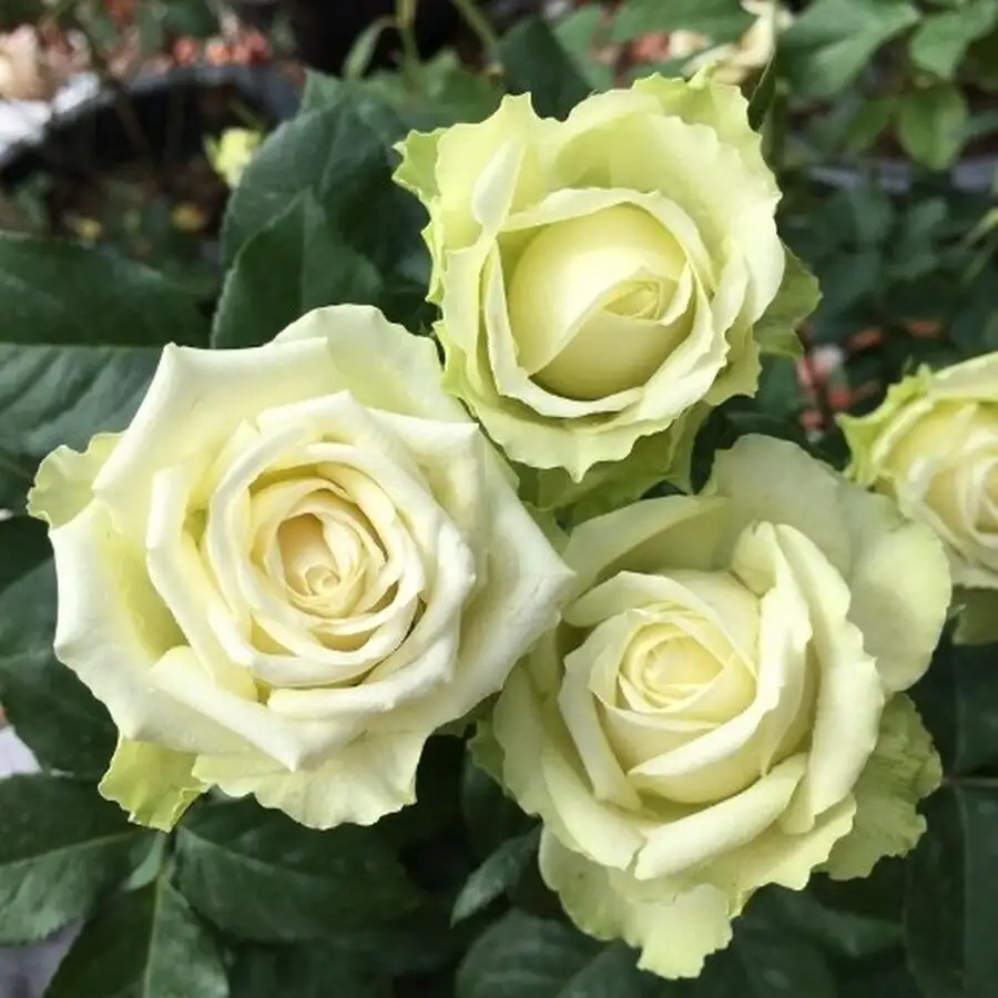 Hoa Hồng Xanh Green Romantica Rose – Sắc Xanh Kem Độc Lạ, Form Hoa Cổ Điển Kiểu Pháp, Vẻ Đẹp Thanh Lịch Và Hiếm Gặp